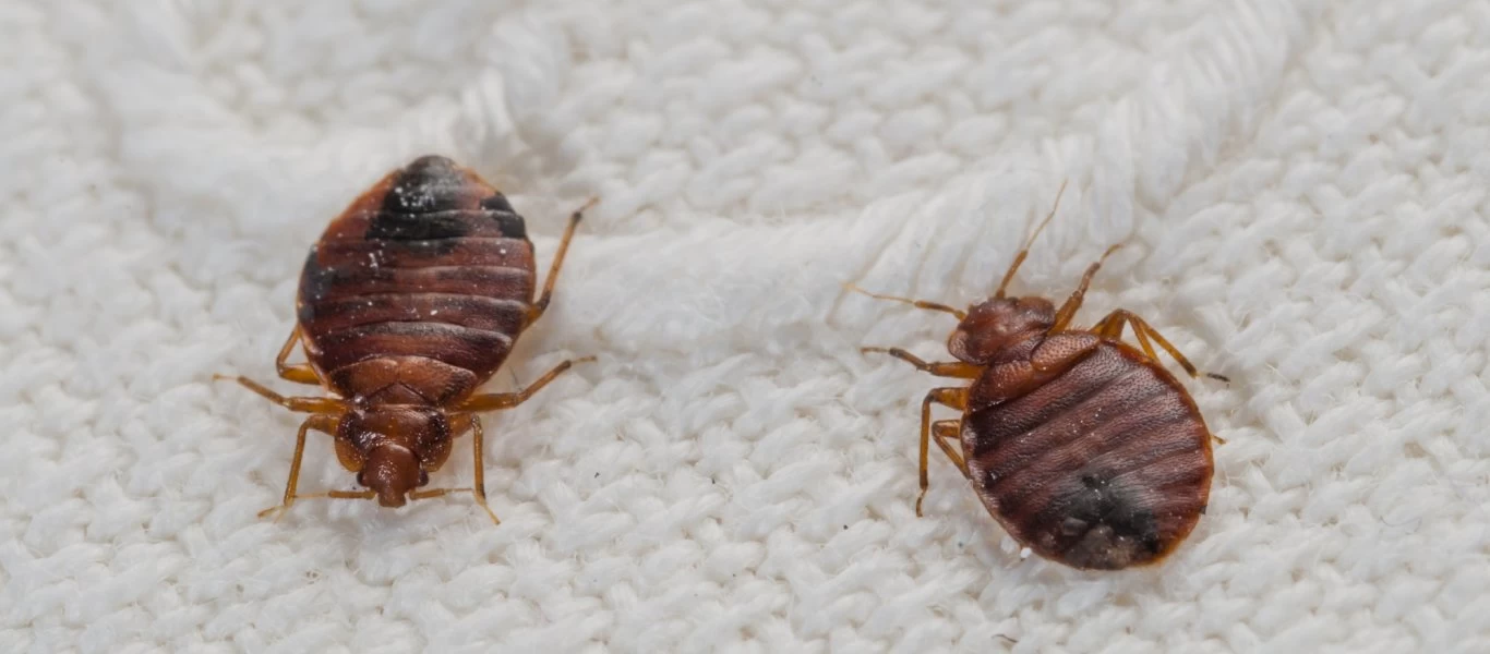 Γαλλία: Εμφανίστηκαν μετά από 100 χρόνια κοριοί - Νομοθετική πρωτοβουλία για την αντιμετώπιση τους